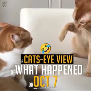 A CAT-EYE VIEW OF WHAT HAPPENED ON OCT 7