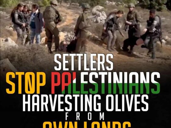 SETTLERS STOP PALESTINIANS HARVESTING OLIVES FROM OWN LANDS