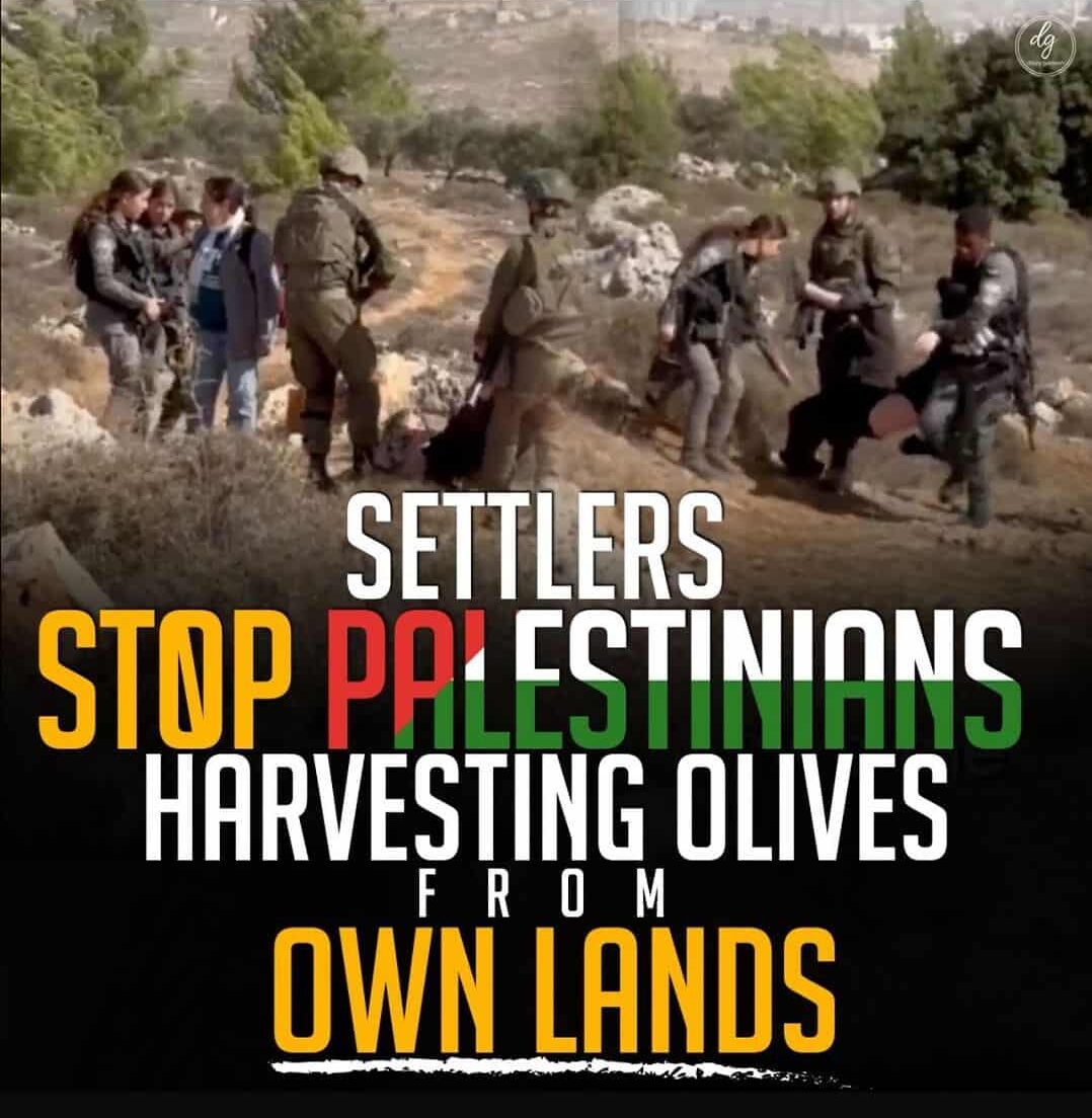 SETTLERS STOP PALESTINIANS HARVESTING OLIVES FROM OWN LANDS