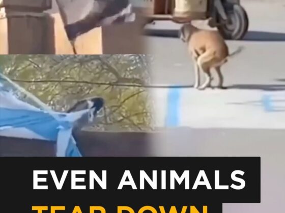Animals Tear Down Israeli Flag in Viral Moment!