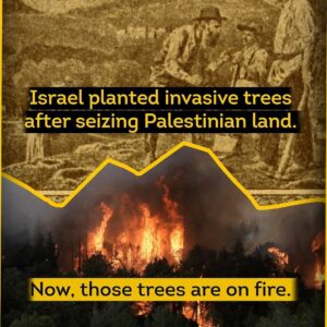 AJ+ REPORTS: Israel Planted Invasive Trees on Seized Palestinian Land — Now They’re Burning