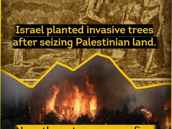 AJ+ REPORTS: Israel Planted Invasive Trees on Seized Palestinian Land — Now They’re Burning