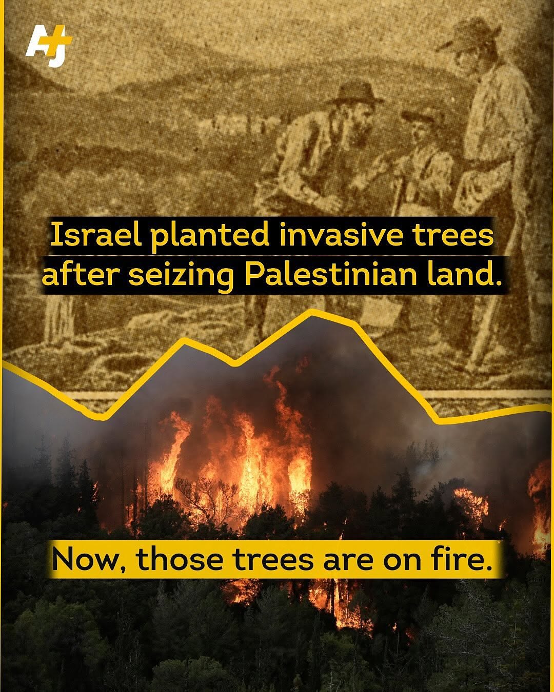 AJ+ REPORTS: Israel Planted Invasive Trees on Seized Palestinian Land — Now They’re Burning