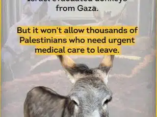 Israel Evacuated Donkeys from Gaza — But Blocks Thousands of Sick Palestinians from Leaving