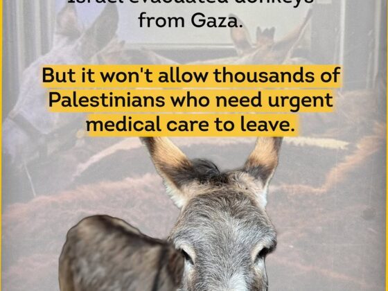 Israel Evacuated Donkeys from Gaza — But Blocks Thousands of Sick Palestinians from Leaving