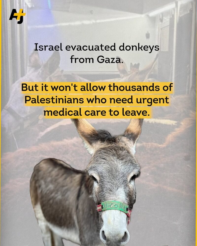 Israel Evacuated Donkeys from Gaza — But Blocks Thousands of Sick Palestinians from Leaving