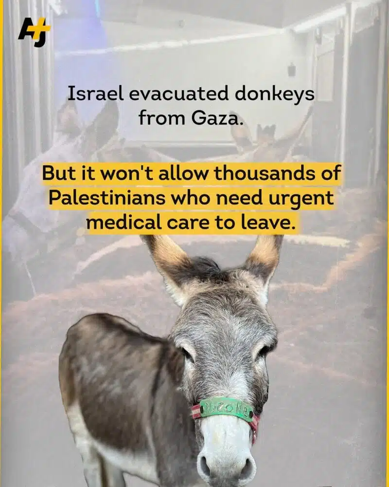 Israel Evacuated Donkeys from Gaza — But Blocks Thousands of Sick Palestinians from Leaving