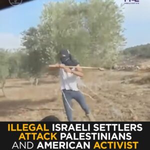 “Illegal Israeli Settlers Attack Palestinians & U.s. Activist During Olive Harvest In Turmus Ayya | Middle East Eye”