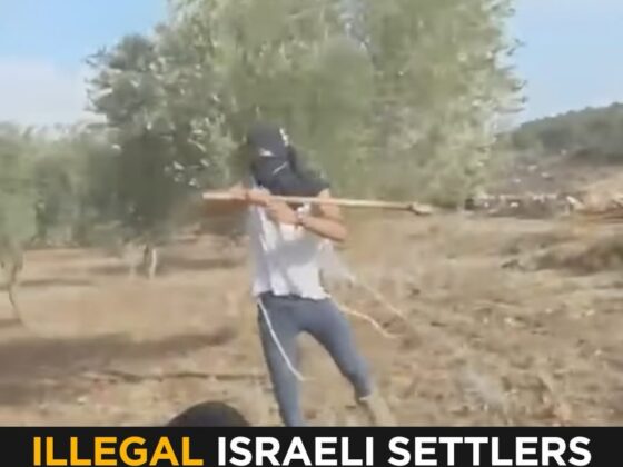 "Illegal Israeli Settlers Attack Palestinians & U.s. Activist During Olive Harvest In Turmus Ayya | Middle East Eye"