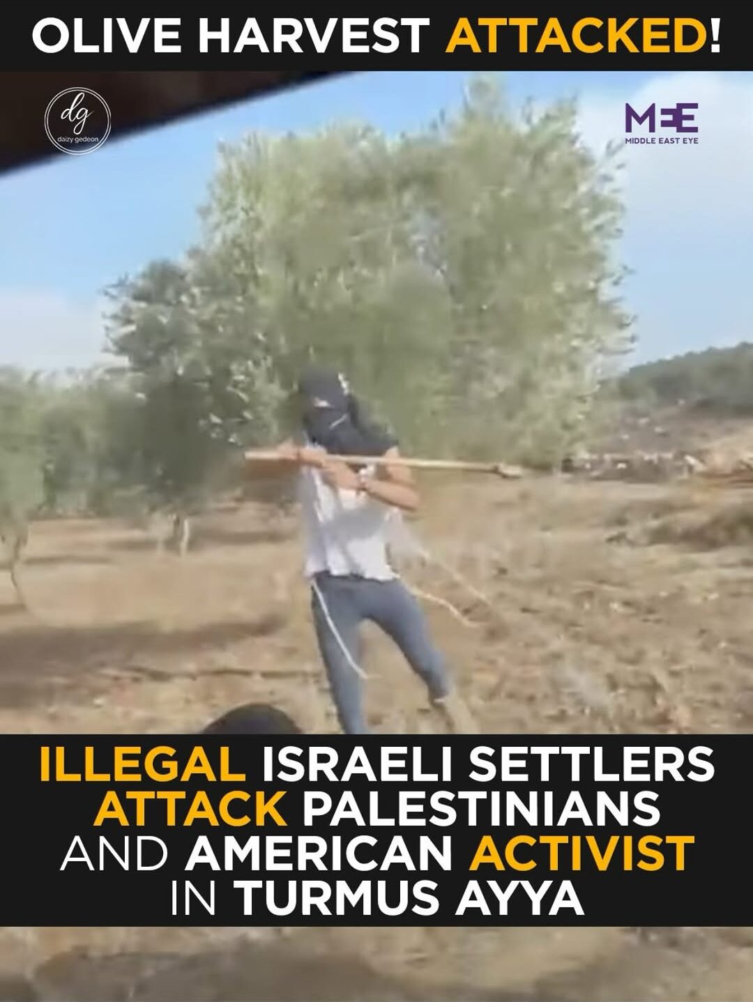 "Illegal Israeli Settlers Attack Palestinians & U.s. Activist During Olive Harvest In Turmus Ayya | Middle East Eye" 4 "Illegal Israeli Settlers Attack Palestinians & U.s. Activist During Olive Harvest In Turmus Ayya | Middle East Eye"