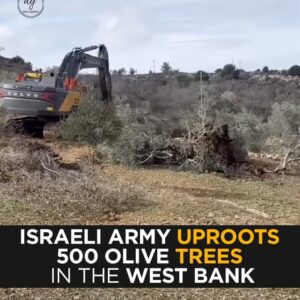 Israeli Army Uproots 500 Olive Trees in the West Bank — Farmers Devastated