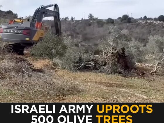 Israeli Army Uproots 500 Olive Trees in the West Bank — Farmers Devastated
