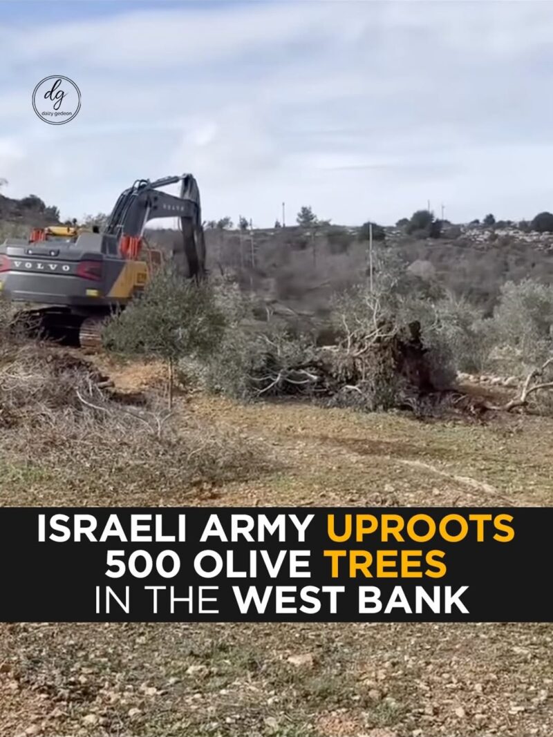 Israeli Army Uproots 500 Olive Trees in the West Bank — Farmers Devastated