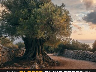 World’s Oldest Olive Trees Found in Lebanon and Palestine 2 World’s Oldest Olive Trees Found in Lebanon and Palestine
