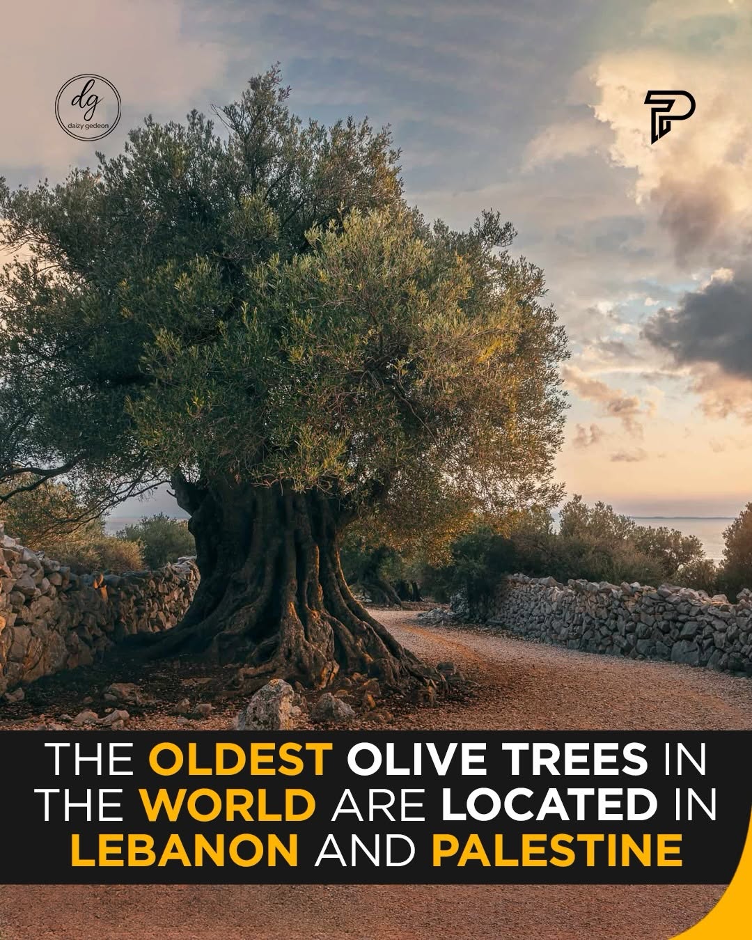 World’s Oldest Olive Trees Found in Lebanon and Palestine